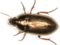 Amara aenea